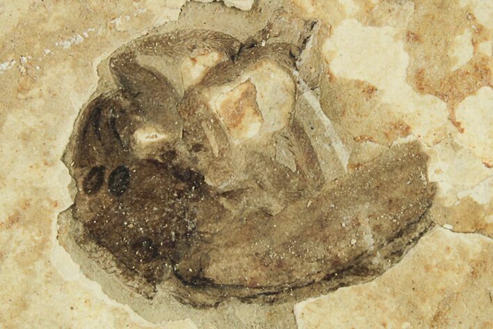 Fossil True Weevil (Curculionidae) Beetle - France #294148